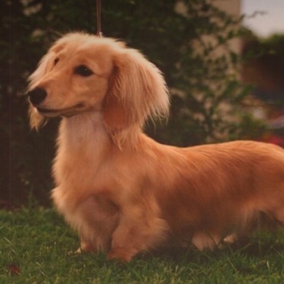 🌟Dachshund Pals Wall Art - Picture 14 of 16